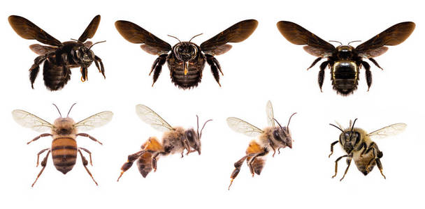 白色背景下的蜜蜂图片,背面的蜜蜂飞行等细节,昆虫的宏观摄影.照片