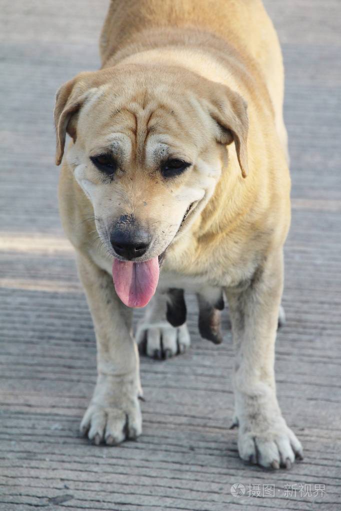 布朗狗可爱地盯着地板