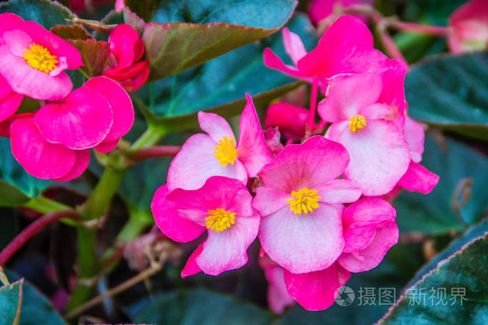 美丽柔软的粉红色半花生花背景 半花海棠 俗称蜡海棠 是西方世界最受欢迎的床上用品植物之一 照片 正版商用图片15klkr 摄图新视界