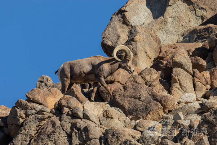 一只美丽的沙漠大角羊在岩石中公羊