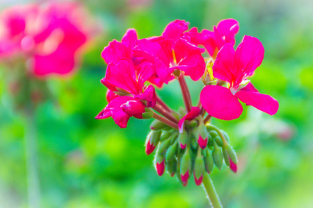 美丽的红粉色花的在花坛上作为背景。 是一种以常春藤叶天竺葵和级联天和级联天竺葵。