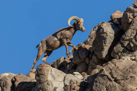 一只美丽的沙漠大角羊在岩石中公羊