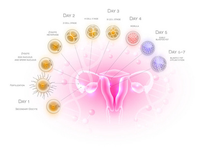 女性生殖器官子宫和卵巢排卵，由男性精子受精和细胞发育直至囊胚植入。