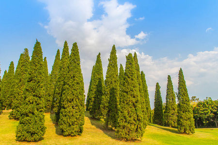 美丽的小山丘景观,绿草地上有高大的松树,蓝天白云背景.