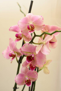 在家中生长着盛开的淡粉色兰花