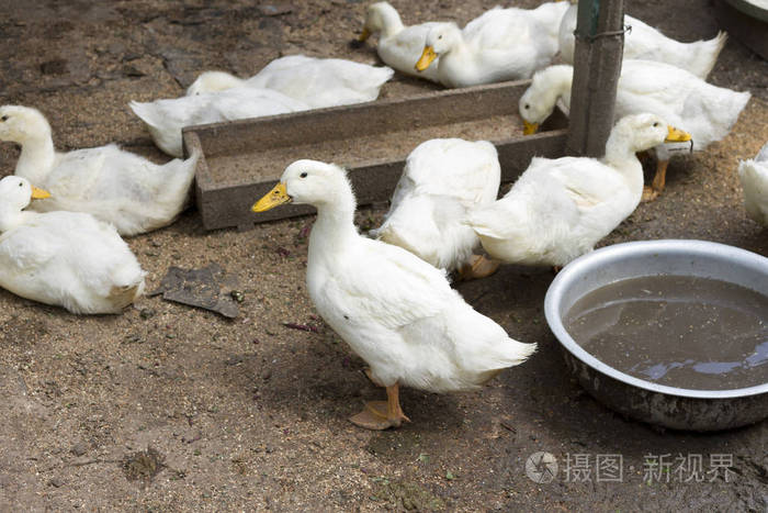 在农家院里的鸭子