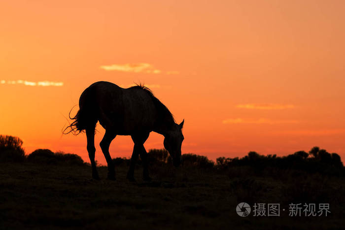 一匹野马在沙漠落日中剪影