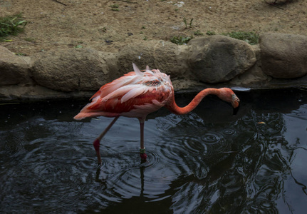 粉红色火烈鸟在水里