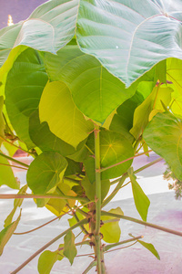 大叶含有具有抗菌和抗氧化性能的生物活性化合物.照片