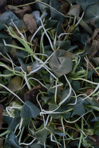  dead brown leaves among the limp plant