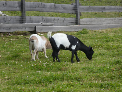 山羊在草地上吃青草