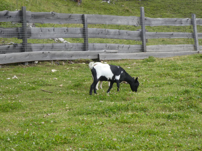 山羊在草地上吃青草