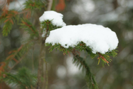 白色的雪花在早晨飞舞