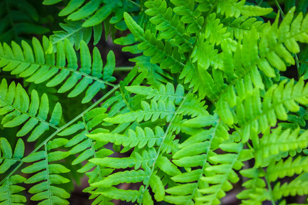 夏季森林中绿色蕨叶的特写。