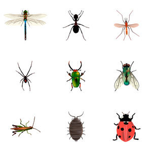 一套昆虫逼真的符号与 pismire, 蜻蜓, 黄蜂和其他图标为您的网络移动应用程序徽标设计