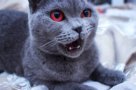 关闭美丽的浅灰色猫玩和看在家里。