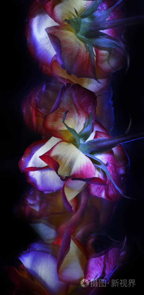 红玫瑰花底景萼片茎花瓣在黑色背景上用五彩的光画