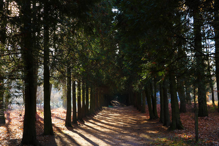 s oxygen in a landscape green background