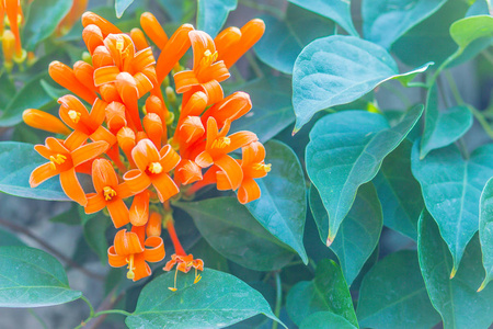 黄锈病橙色喇叭花黄锈病开有绿叶背景.