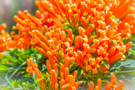 黄橙色的花图片