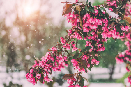在自然背景上开花树。 美丽的自然景象，盛开的树木，阳光和雪。 复活节晴天。 春天的花。 春天。 选择性聚焦