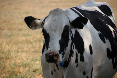 荷兰棕色干草甸上的黑白色弗赖斯奶牛。
