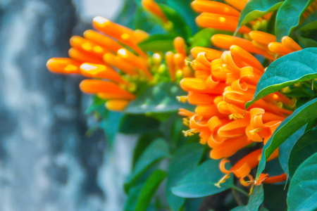 黄锈病橙色喇叭花黄锈病开有绿叶背景.