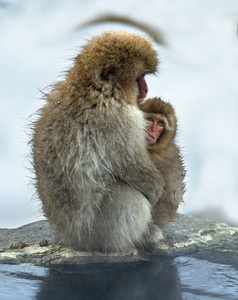 日本猕猴和幼崽靠近天然温泉。 日本猕猴科学名称马卡福斯卡塔也被称为雪猴。 自然栖息地冬季季节。