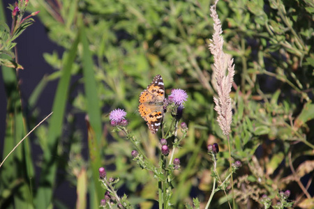 荷兰赫特兰公园蓟植物紫色花朵上的蝴蝶