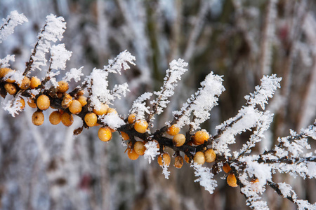 雪下的霜海沙棘枝近图片