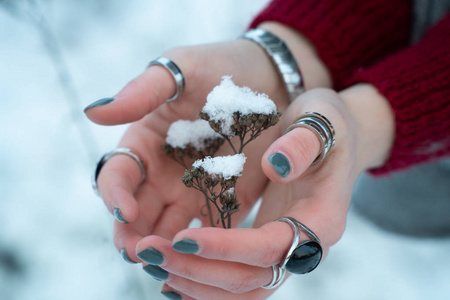 冬天的女孩试着用冻红的手指温暖白雪覆盖的植物