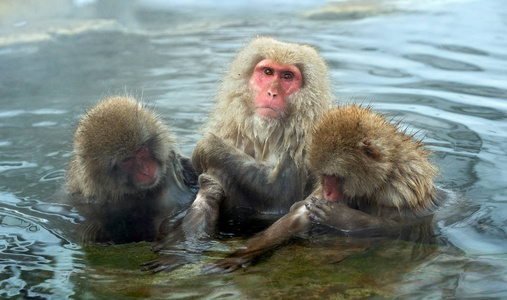 日本猕猴在天然温泉水中。 日本猕猴科学名称马卡福斯卡塔也被称为雪猴。 自然栖息地冬季季节。