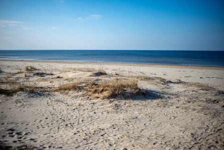 空旷的海滩，沙丘和干燥的树干在夏天被冲到岸边。 平静的，平静的