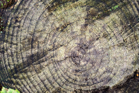 老干树干气孔质地与树皮性质