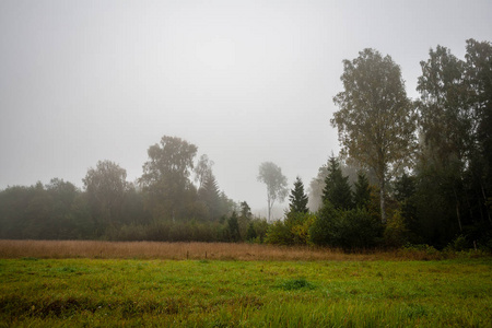 秋雾中的灌木和树木，在农村的绿色草地上