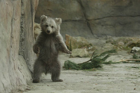 动物园露天笼中棕熊幼崽近景图片