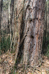 老干树干气孔质地与树皮性质