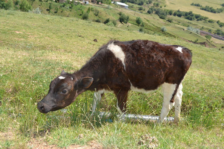 一头年轻的公牛站在牧场上. 柔软的小腿皮肤棕色.照片