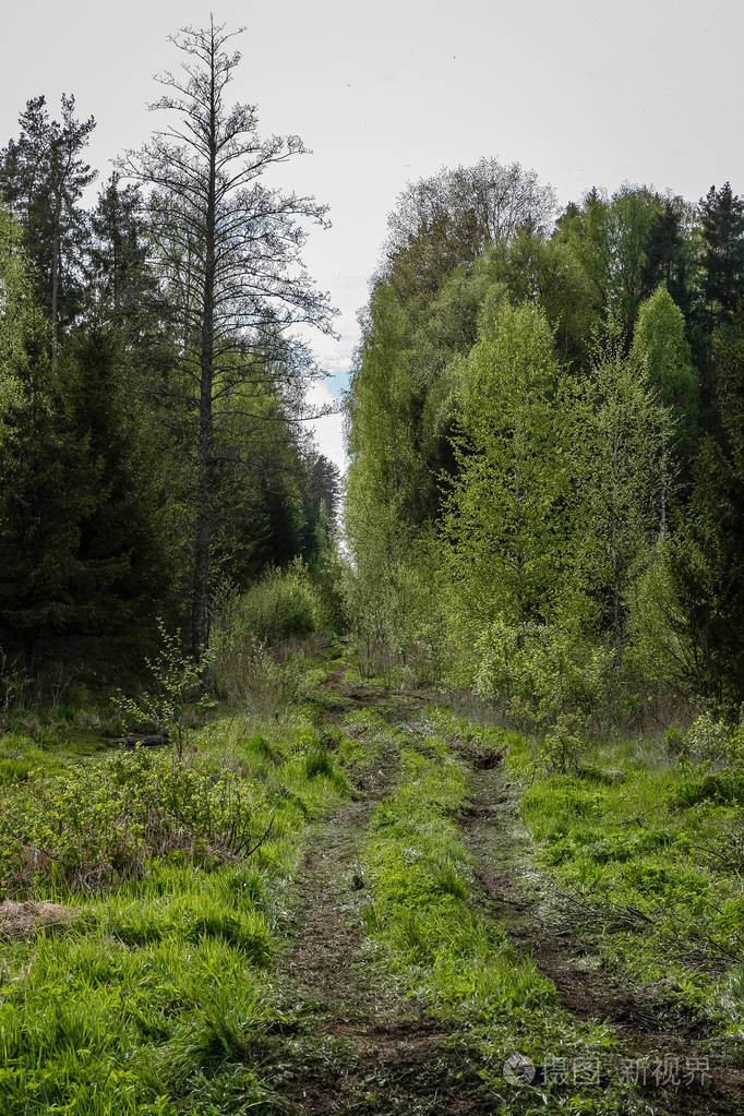秋雾中的灌木和树木在农村的绿色草地上