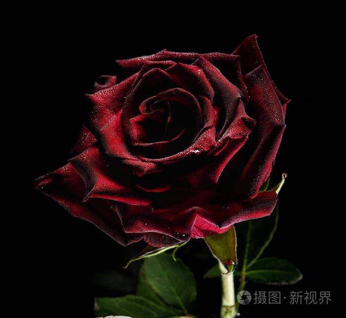 猩红玫瑰有水滴在水的黑色背景下有气泡