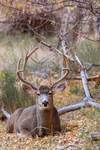 犹他州天鹅绒的一头漂亮的骡鹿