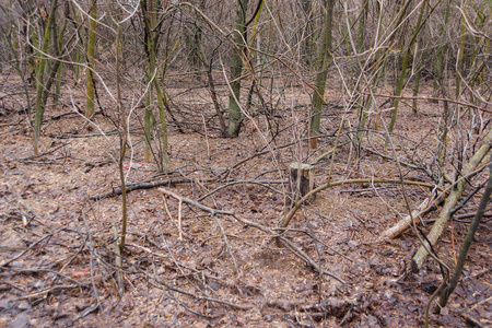 草是通过老秋叶生长的.照片