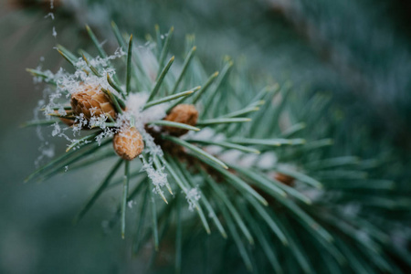 人字形特写的绿色灌木被白雪覆盖