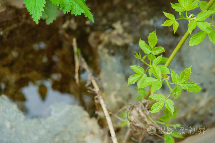 清澈的河水和绿叶。水面。美丽的树叶背景反射在水中。水上枫树的嫩春叶。密利斯的叶子挂在地上。