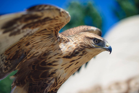 张开翅膀的鹰图片
