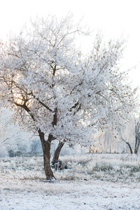 阳光明媚的路在冬天的雪林里