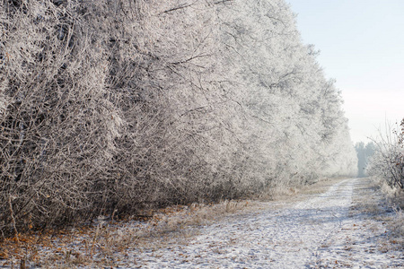 白雪覆盖了冬天森林中的树木和道路