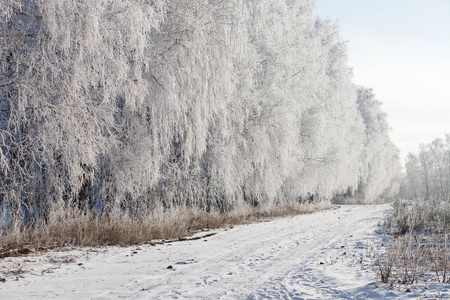 冬季景观阳光明媚的早晨，雪林中结霜的树木。