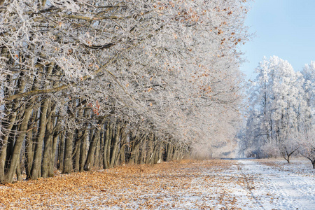 白雪覆盖了冬天森林中的树木和道路