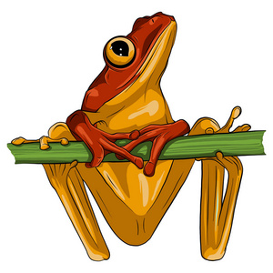 矢量图像的青蛙设计在白色背景，矢量青蛙为您的设计。